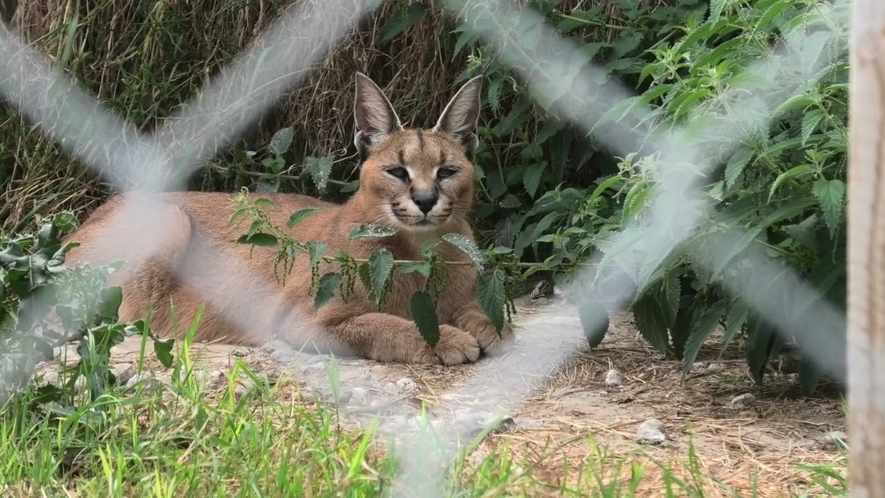 Caracal, Axe Valley Wildlife Park (28th August 2022)