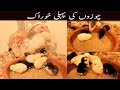 Aseel chicks first feed  feed for new born aseel chicks  gull khan