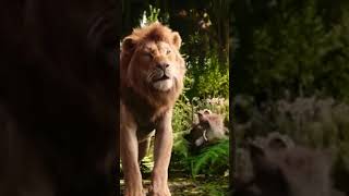 Simba growing 2019