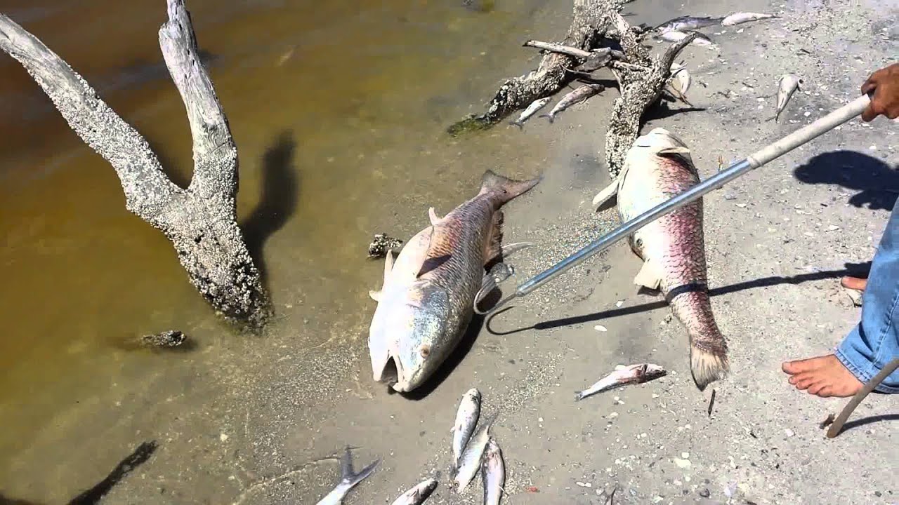 Fish Kill in Banana River Lagoon 3.22.2014