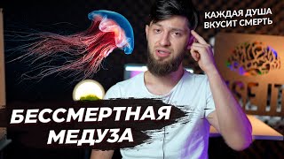 Ошибка в Коране? / Бессмертная медуза