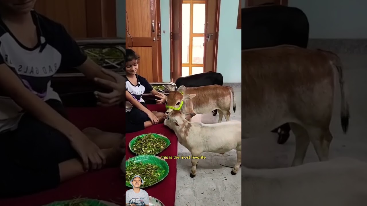 RAS SAPI TERKECIL DI DUNIA