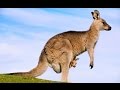 KANGURU - YouTube