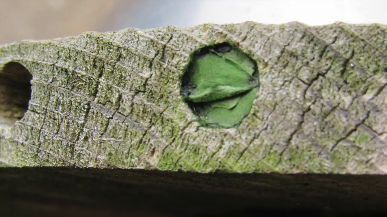 Leafcutter Bee's Nest YouTube
