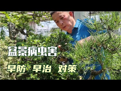 Early prevention and treatment of bonsai pests and diseases (1)盆栽の害虫・病気の早期予防と治療（1）盆景的病蟲害的早防早治（一）