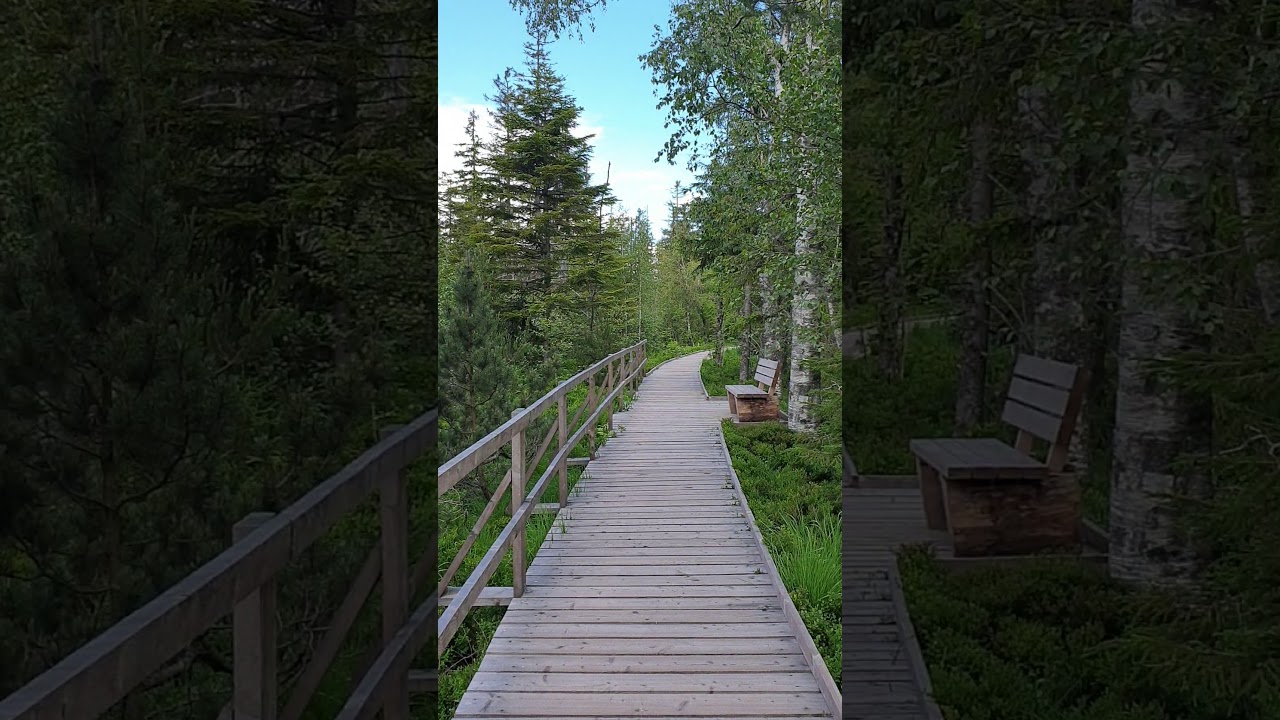 Holzsteg über das Hohlohmoor bei Kaltenbronn