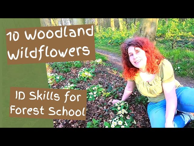 Woodland Wildflower Identification for Forest School – How to Identify 10 Wildflowers & their Uses