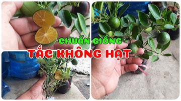 Cây Tắc không hạt chuẩn giống | 0386569374 - Ngọc Ngân Bến Tre | Chuyên cây độc lạ