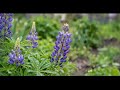 Soft Rain & Wild Flowers 🌧️🍃 Calm Rain Sounds | Gentle Relaxing Ambience #002