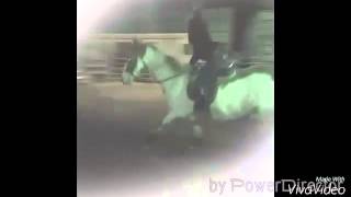 14 Year Old APHA Gelding For Sale