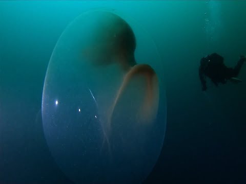 Strange Sea Creature