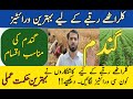 Best Wheat Varieties (Seeds) for Salt Affected Soils | High Yielding Wheat Varieties for Saline Soil