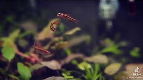 Diếc anh đào và bể thủy sinh tiêu thảo.