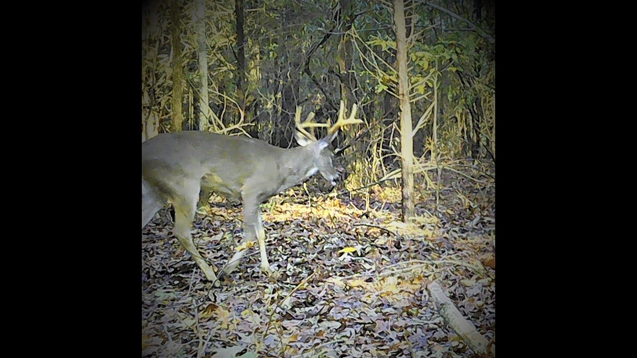 South Carolina Deer Hunting A Big Buck (Dec. 1 2022) YouTube