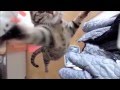 けしからん猫のお引越し（ついでに総集編）highlights movie of the Jumping　cat