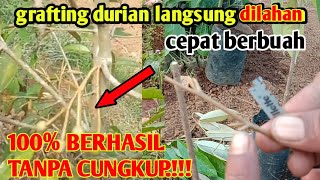 TERNYATA INI RAHASIA SAMBUNG PUCUK DURIAN LANGSUNG DI LAHAN 100% HIDUP || Durian Grafting
