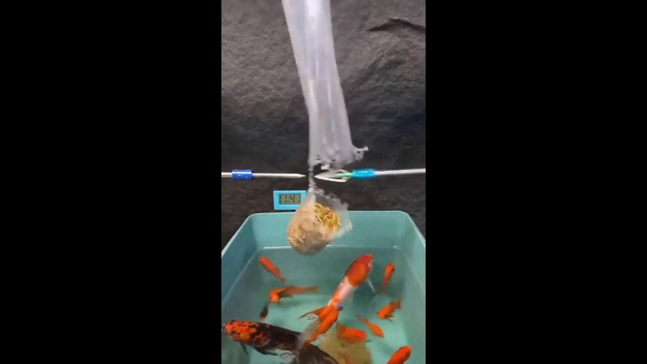 СТРИМ ОНЛАЙН ШОРТС ИГРАЕМ