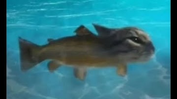 ULTRAKILL / 1-1 / Secret exit / Any% / 0.739s