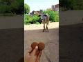प्यारी बछिया #cow #shortsfeed #cows #shortvideo #gaumata #ytshorts #cowvideos #shorts #cowvideo #yt
