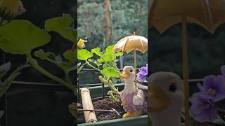 Летний садик на подоконнике.