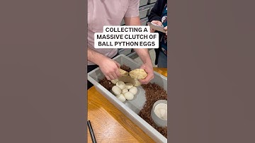 Collecting a MASSIVE Clutch of Ball Python Eggs😍🐍