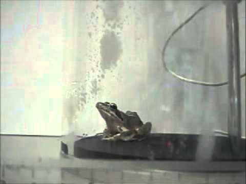 salamander oven Breathing of amphibia, Rana japonica (2)