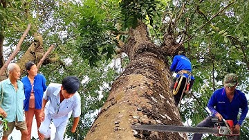 Cưa cây Xà Cừ Tím Khủng Siêu To gần ao cá nuôi, ở Lạc Quới. Cưa Cây Kỹ Thuật 