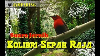 MASTERAN KOLIBRI SEPAH RAJA FULL TEMBAK❗SUARA JERNIH  SEPAH RAJA  ❗|| DIJAMIN 100% AMPUH ❗