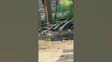 Kozi Koziichu Kozikode Love Kozilove 