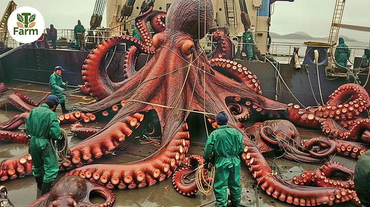 How Japanese People Harvest and Process Thousands of Giant Octopus | Processing Factory