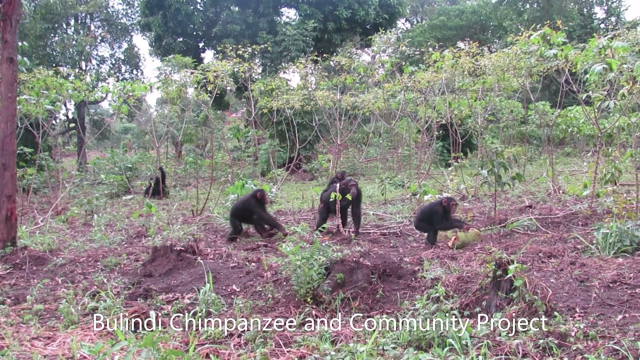 Dog Eat Dog World: Encounter between Bulindi Chimps & Village Dog