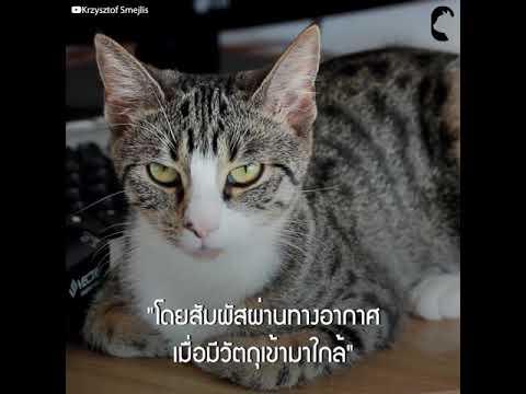 วีดีโอ: ทำไมแมวถึงต้องมีหนวด