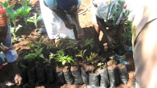 Details Women Going Green in Kenya - CGI U 2013 News