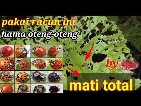 Video: Kerosakan Kumbang Anggur Hitam - Apa yang Membunuh Kumbang Anggur Hitam