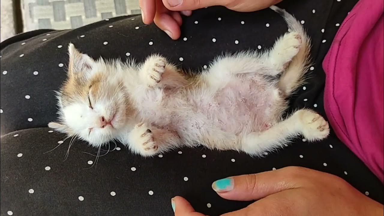 Cat sleeping with peace after removing tick fleas YouTube