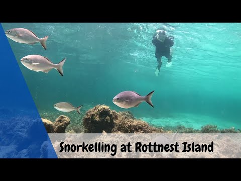 Snorkelling at Rottnest Island