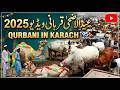eid ul adha qurbani | eid ul adha qurbani video 2025 | qurbani in karachi | 95 PAK NEWS