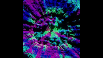 Great Barrier Reef - Corals at Night