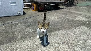 琵琶湖沖島。人を見ると寝床から起きてくる野良猫