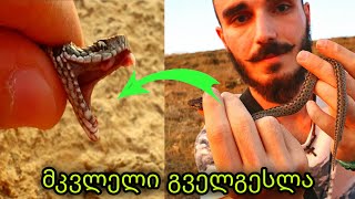 The Viper almost bit me! Little killer-BBR WILD #7 (SUB.ENG)