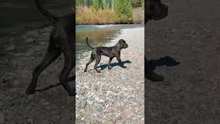 Feeling Good at the Lake in Port Moody BC 🌊🐶 | Peaceful Dog &amp; Nature Vibes Cane Corso king Life
