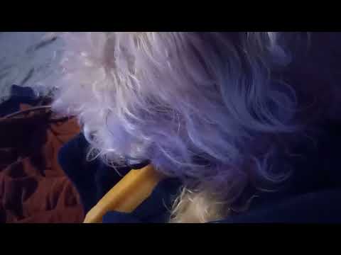 little dog eating cheese