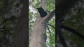 #animalshorts #husky #huskylife #bear#wildlife#hunting#shortsfunny #memes #voice