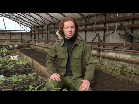 Агротехника выращивания ранней капусты в теплице