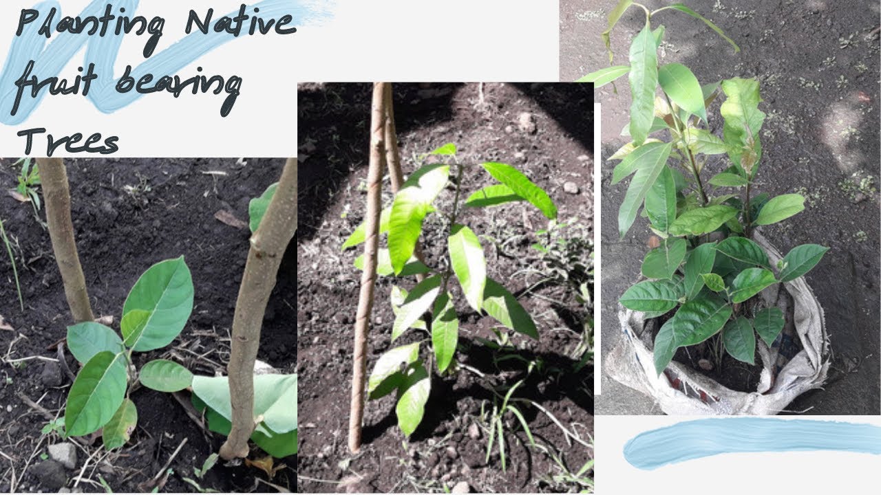 Planting Native Fruit Bearing Trees of the Philippinesfruit plantito