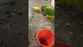 talking parrots..#youtubeshorts #petbirds #parrot #birds #shorts #shortvideo #talkingparrot #funny