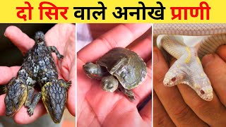 दो सिर वाले जानवर | Two Headed Animals In The World | Weird Two Headed Animals | Two Headed Animals