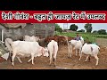 Show Quality Milking Cow in Very Resnable Rate. Village-Harita, District-Hisar, Haryana