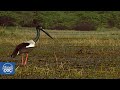 Un oasis para muchas especies amenazadas de extinción; así es el Parque nacional Keoladeo de Ghana