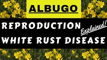 Albugo candida | Cystopus candidans | White Rust Disease of Mustard | Life Cycle Reproduction Botany